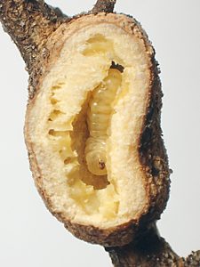 Ethonion leai, PL3904, larva, in Dillwynia hispida (PJL 3176), same gall dissected, SE, 6.9 × 1.9 mm